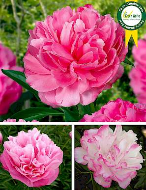 Peony - Joker