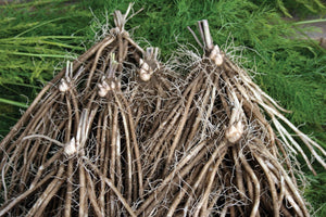 Asparagus - Equinox