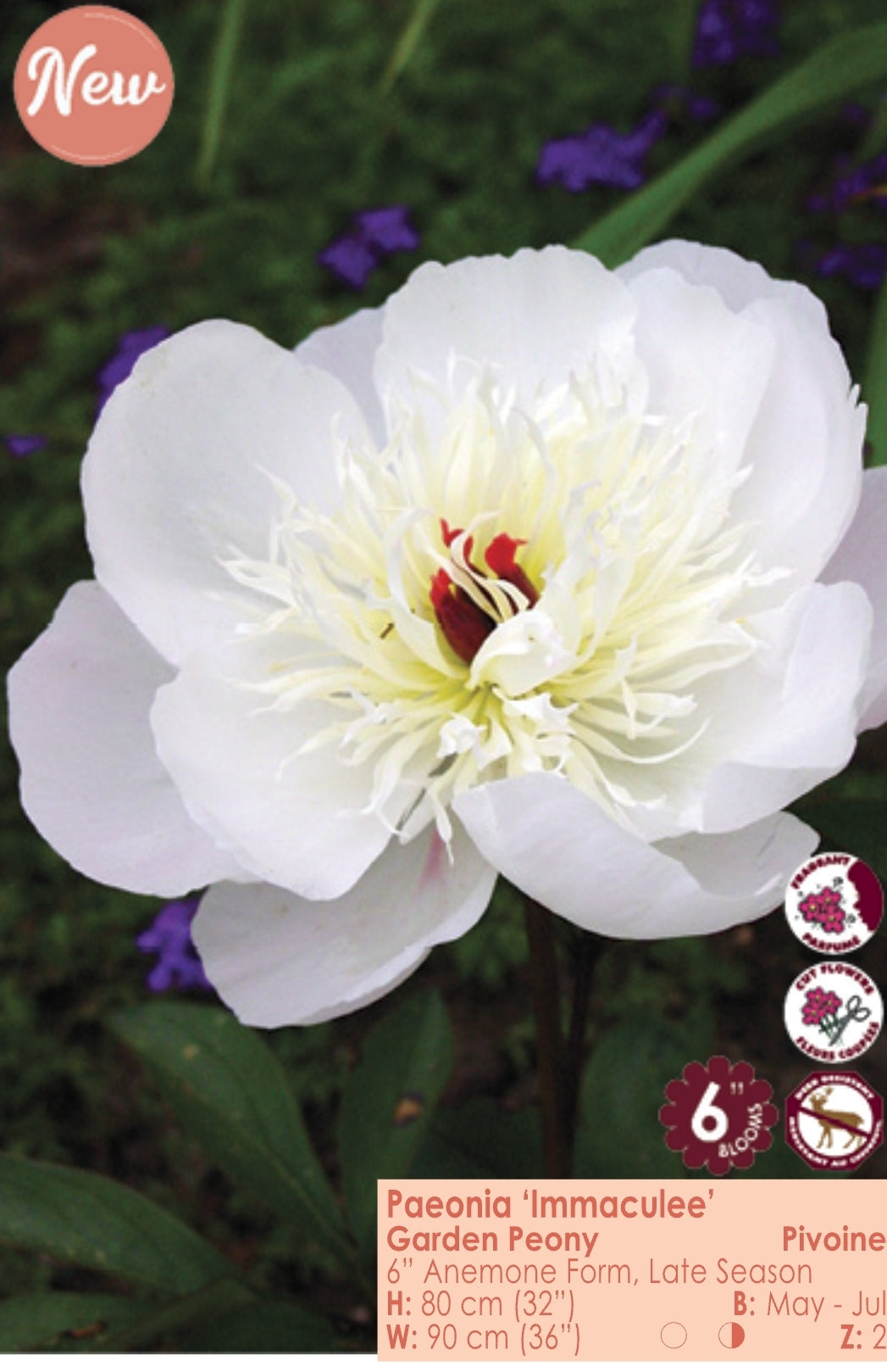 Peony - Immaculee