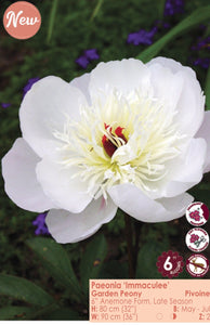 Peony - Immaculee