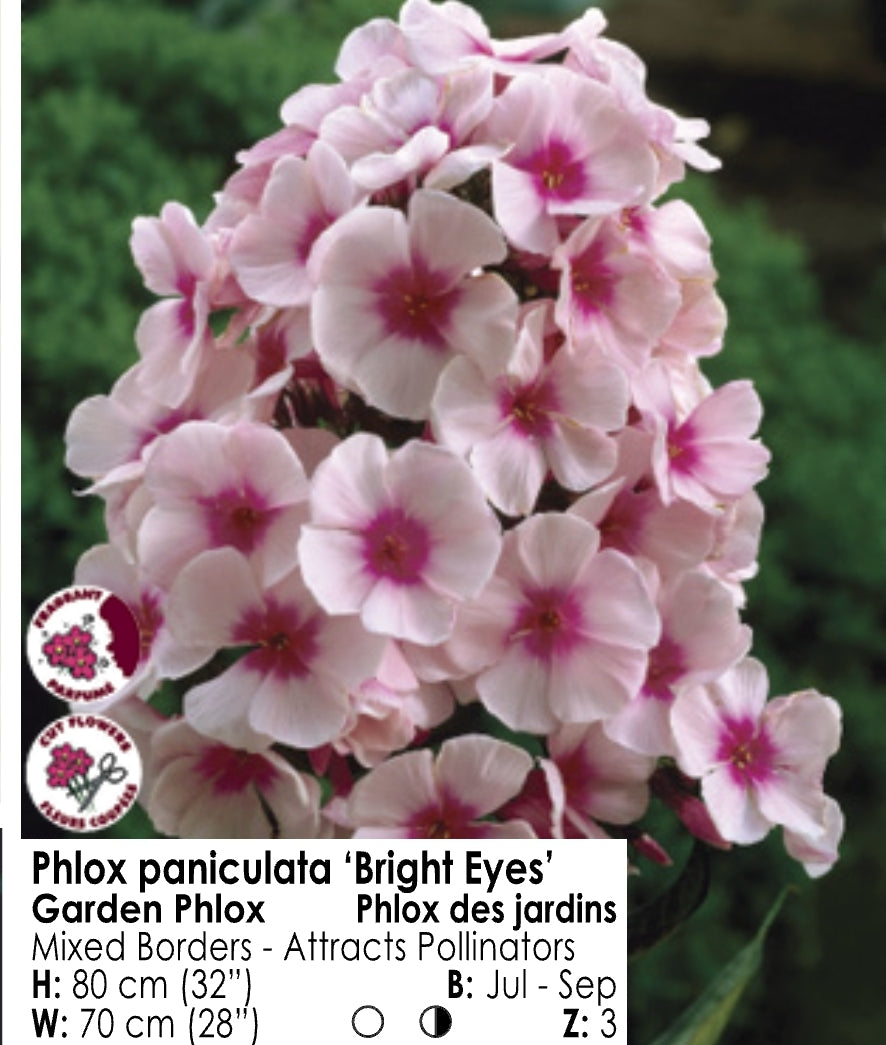 Phlox - Bright Eyes