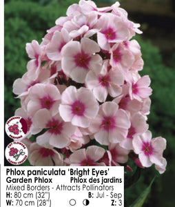 Phlox - Bright Eyes