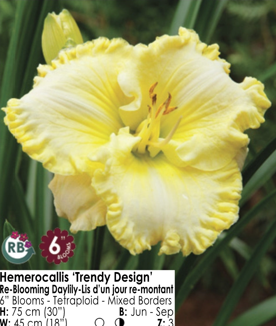 Daylily - Trendy Designs