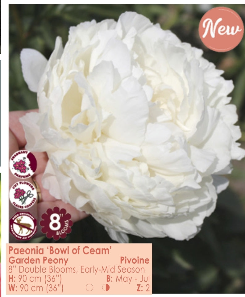 Peony - Bowl of Cream