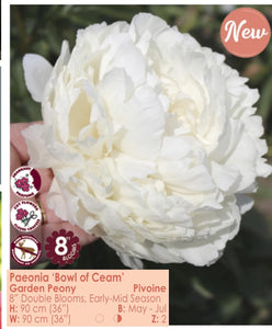 Peony - Bowl of Cream