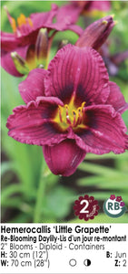 Daylily - Little Grapette