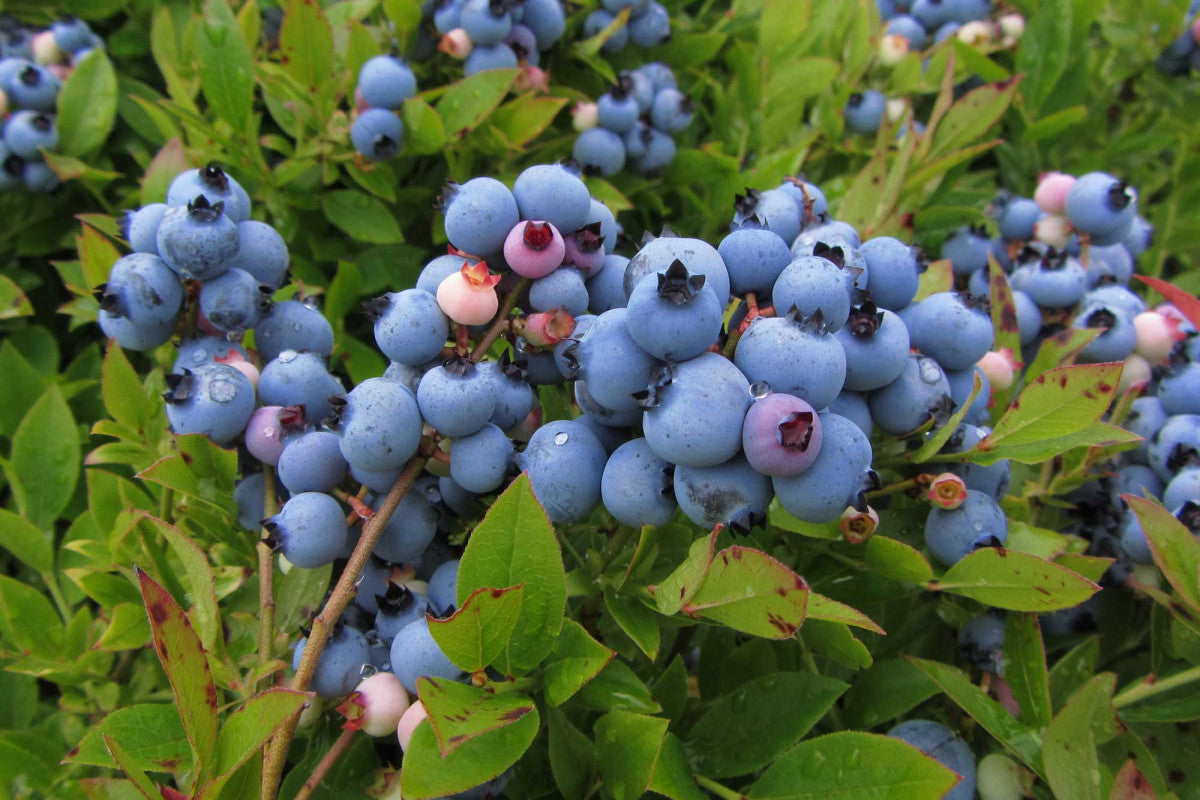 Blueberries - Lowbush Brunswick