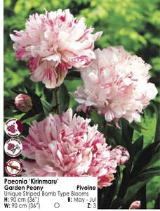Peony - Kirinmaru
