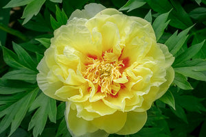 Peony - Itoh - Bartzella