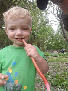 Rhubarb Plant