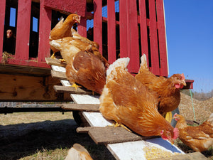 2022 CSA - Egg Subscription
