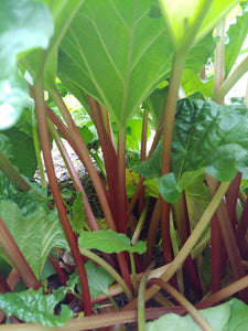 Rhubarb Plant