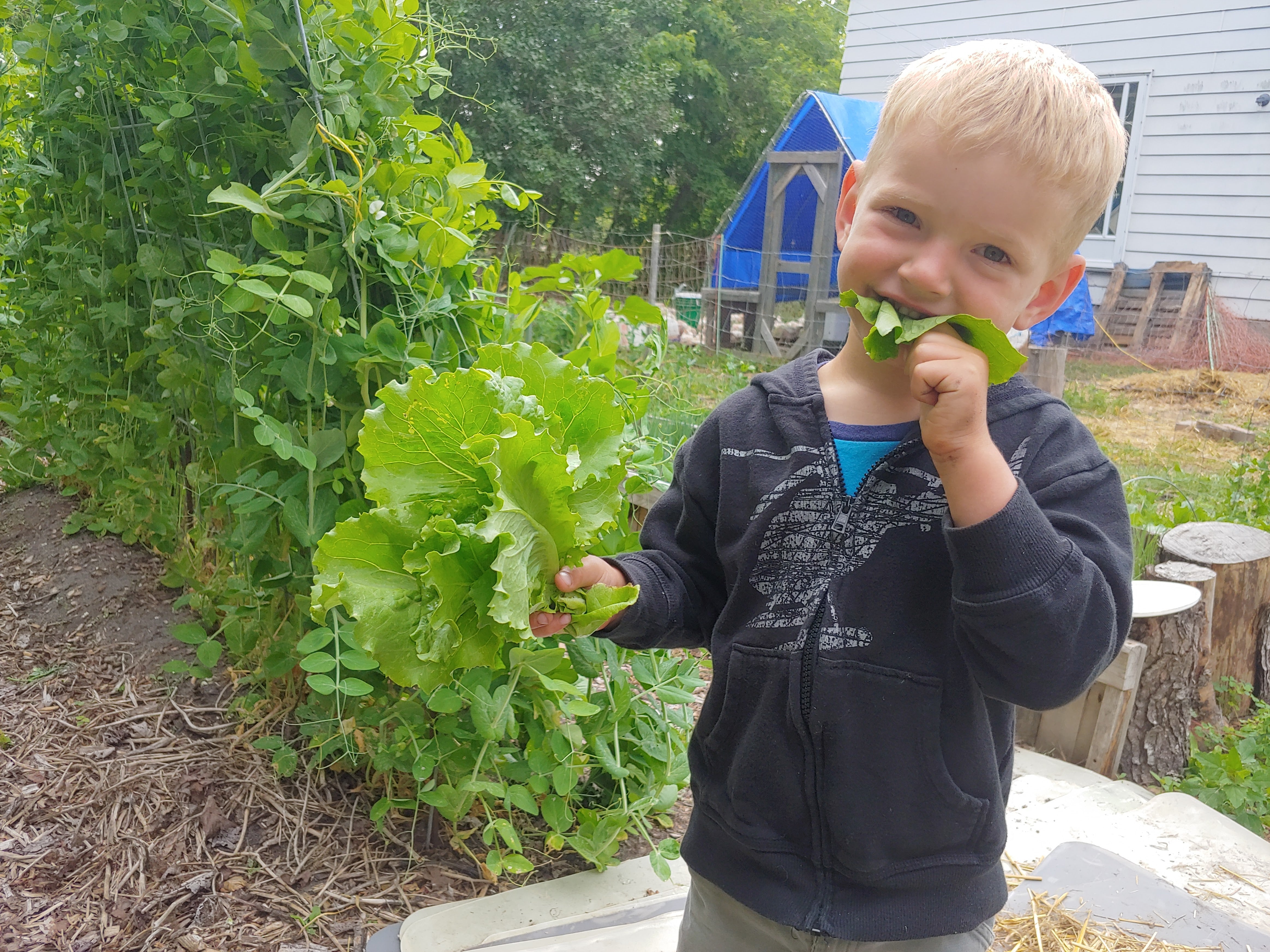 2023 Cumberland Market CSA - Weekly Vegetable Baskets