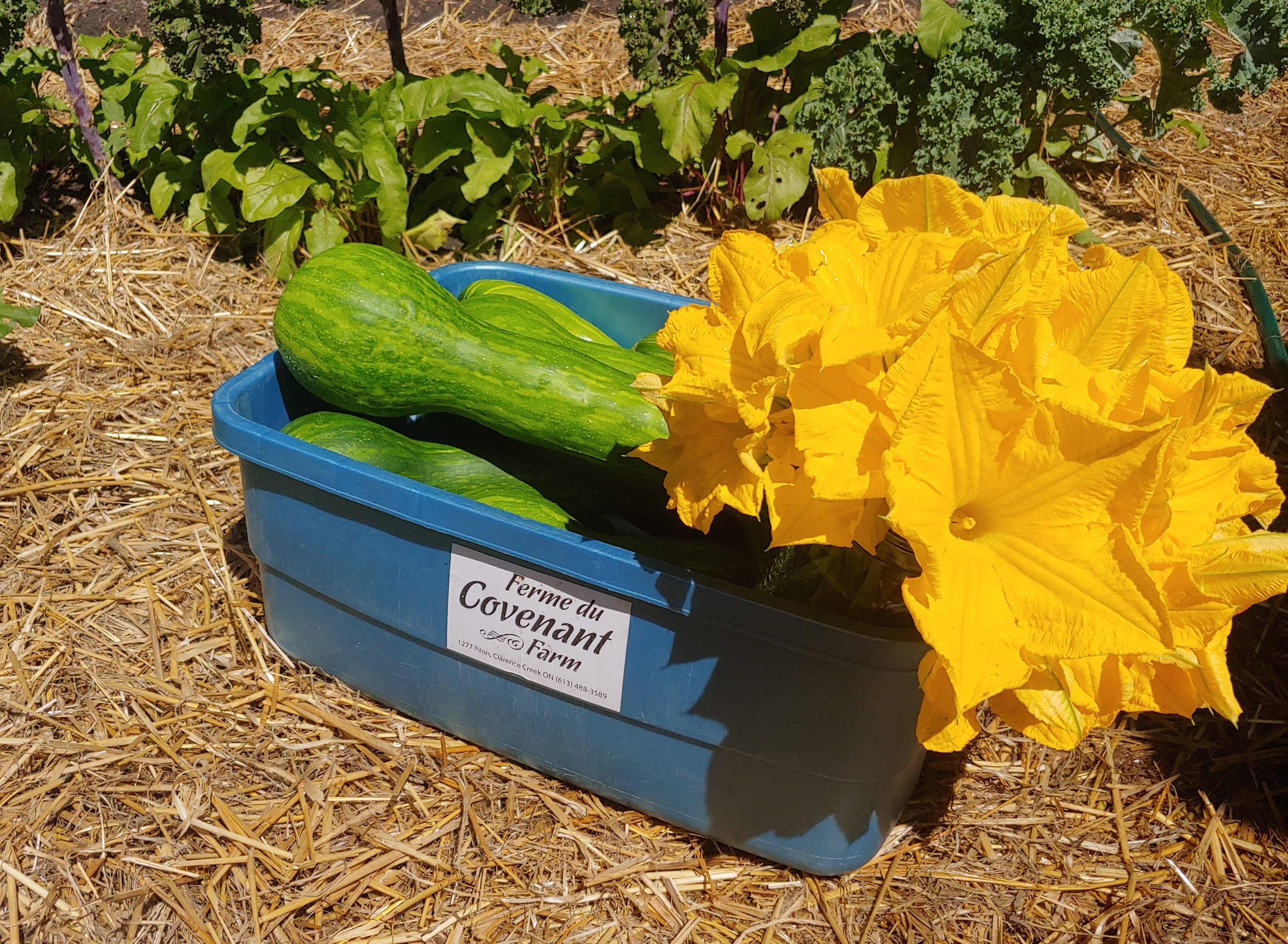 2023 Farm CSA - Weekly Veggie Basket