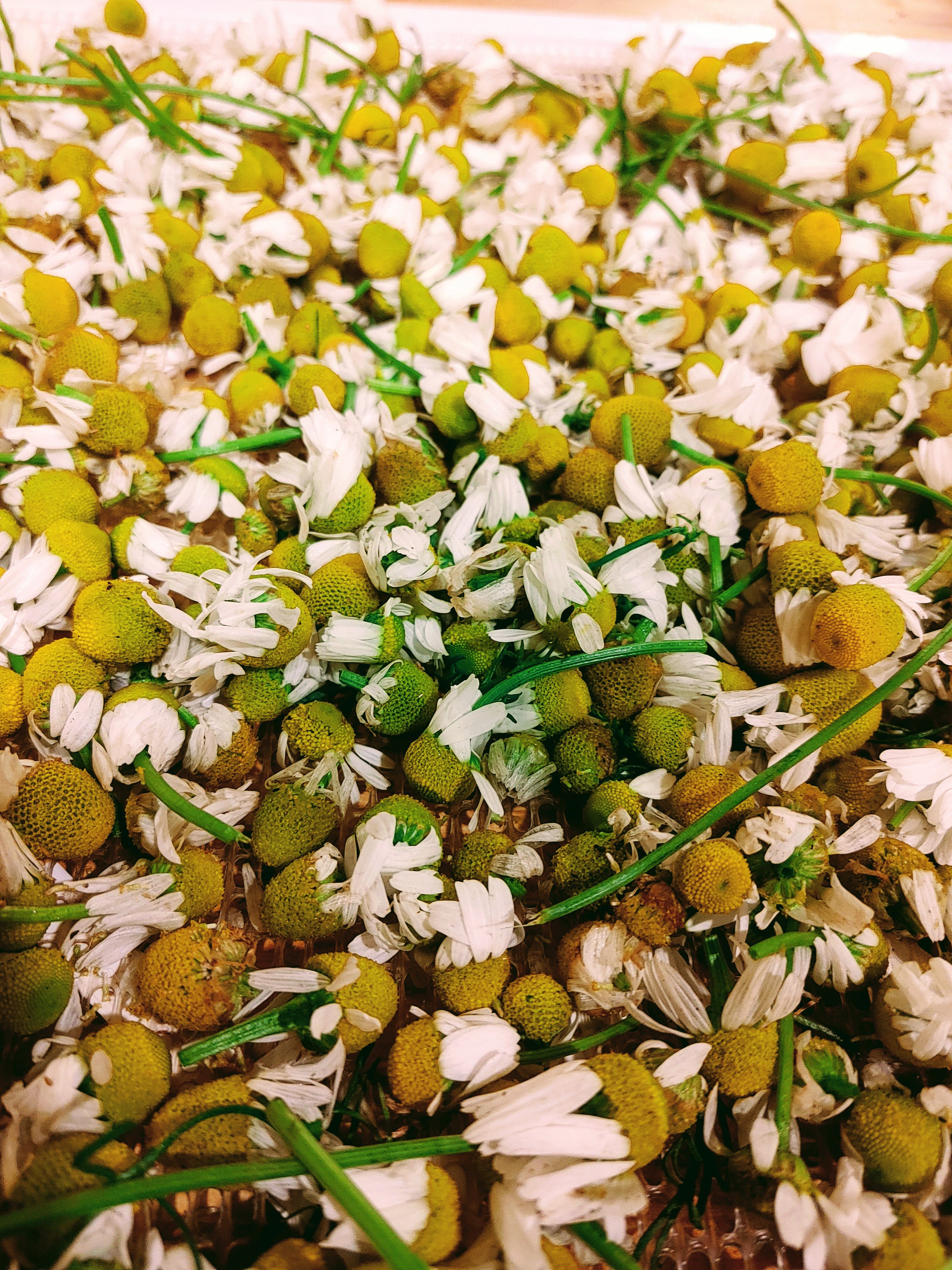 Bodegold Chamomile