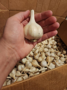 Garlic - Music