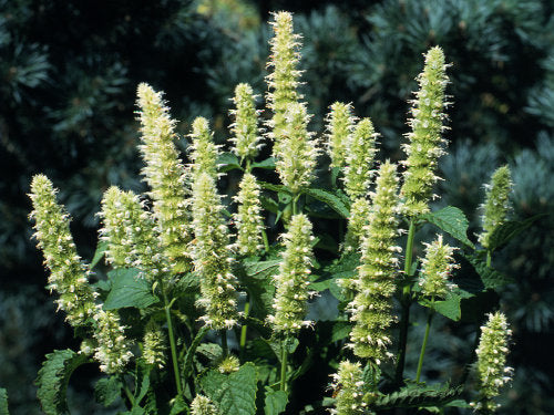 Snowspike Anise-Hysop