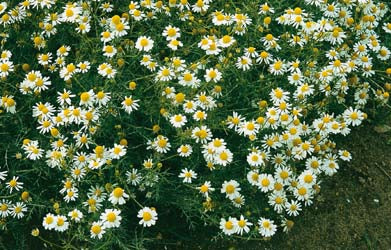 Bodegold Chamomile