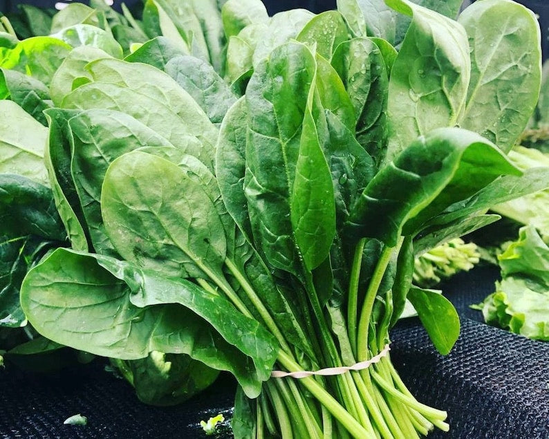 Seedless Garden Sorrel