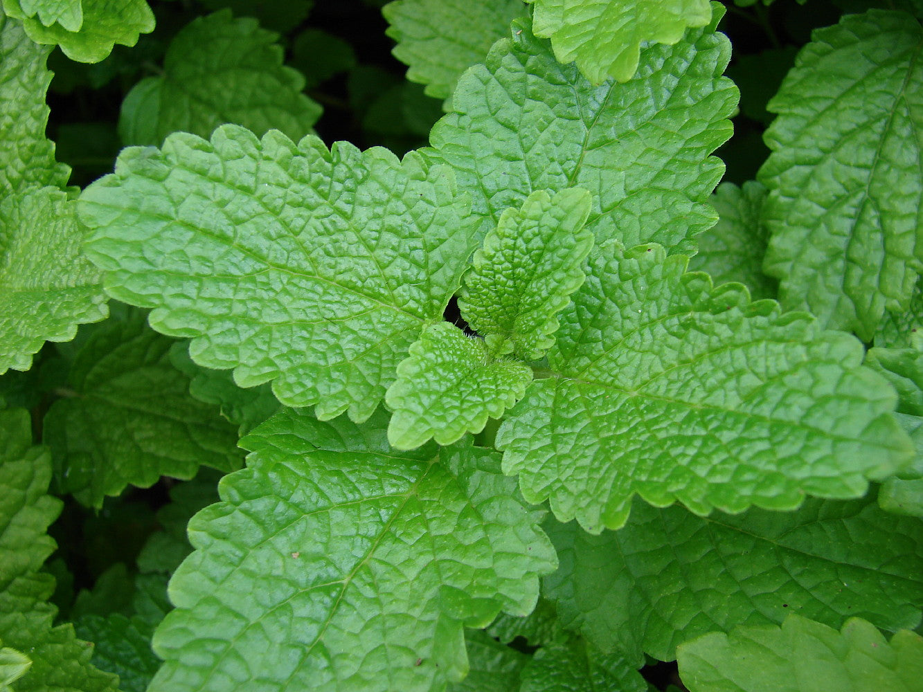 Citronella Balm